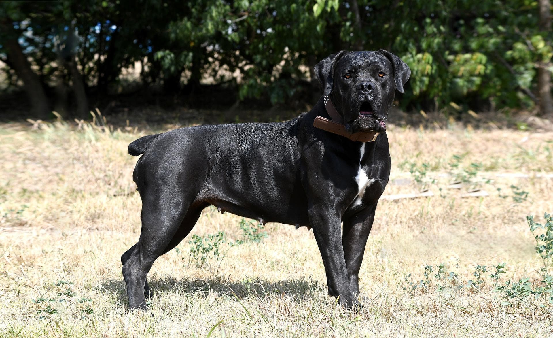 Main image: About Conan Boerboels